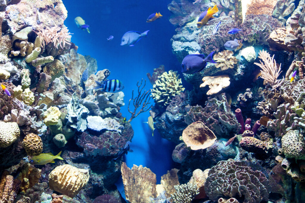 Diving safari, Red Sea