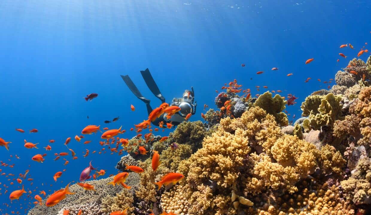 Red sea